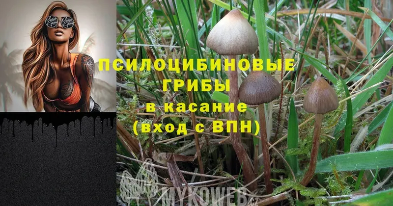 Псилоцибиновые грибы Magic Shrooms  Волчанск 